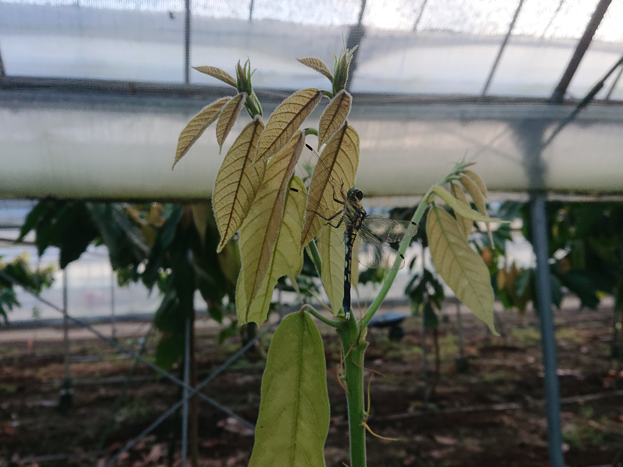 w_gpȂL@IǗiI[KjbNjsĂAFXȐƃJJIĂ܂B