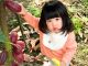 本物のカカオ果実を触れます。栽培期間中農薬不使用なので、お子様も安心して入園できます。
