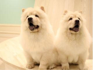 モフれる大型犬たちのカフェ moffle(もっふる)