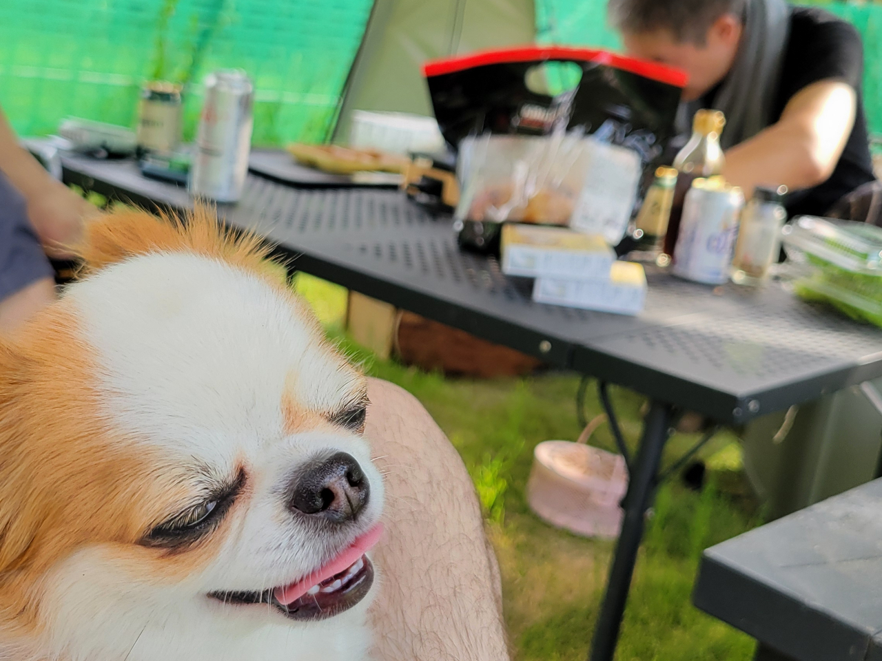 【ワンちゃんと一緒に楽しめるドッグラン&バーベキュー食材持ち込み手ぶらプラン】じ...