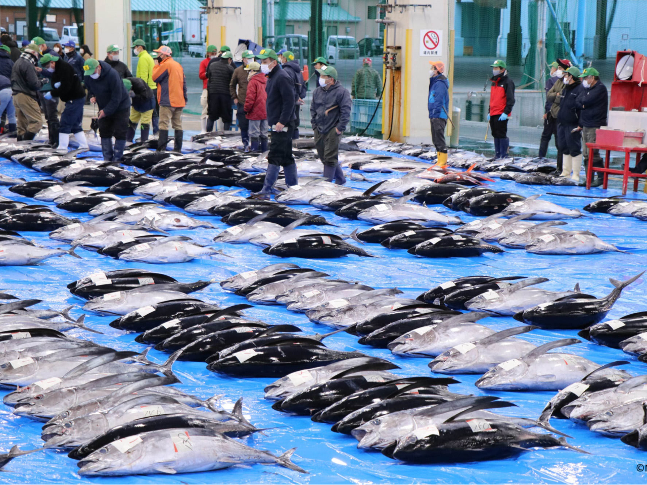 生まぐろ日本一の町、那智勝浦の競りガイドツアー(プライベートツアー)♪ photo by NACKT