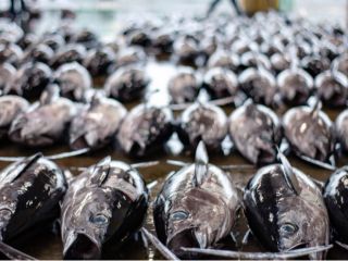 生まぐろの水揚日本一!那智勝浦の競り市場プライベートガイドツアー