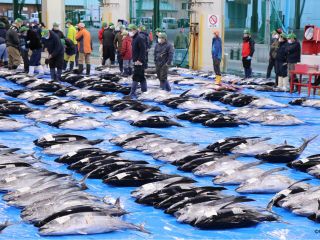 圧巻!マグロの絨毯:1本ずつ丁寧に扱われた生まぐろが並ぶ光景は迫力満点!photo by NACKT