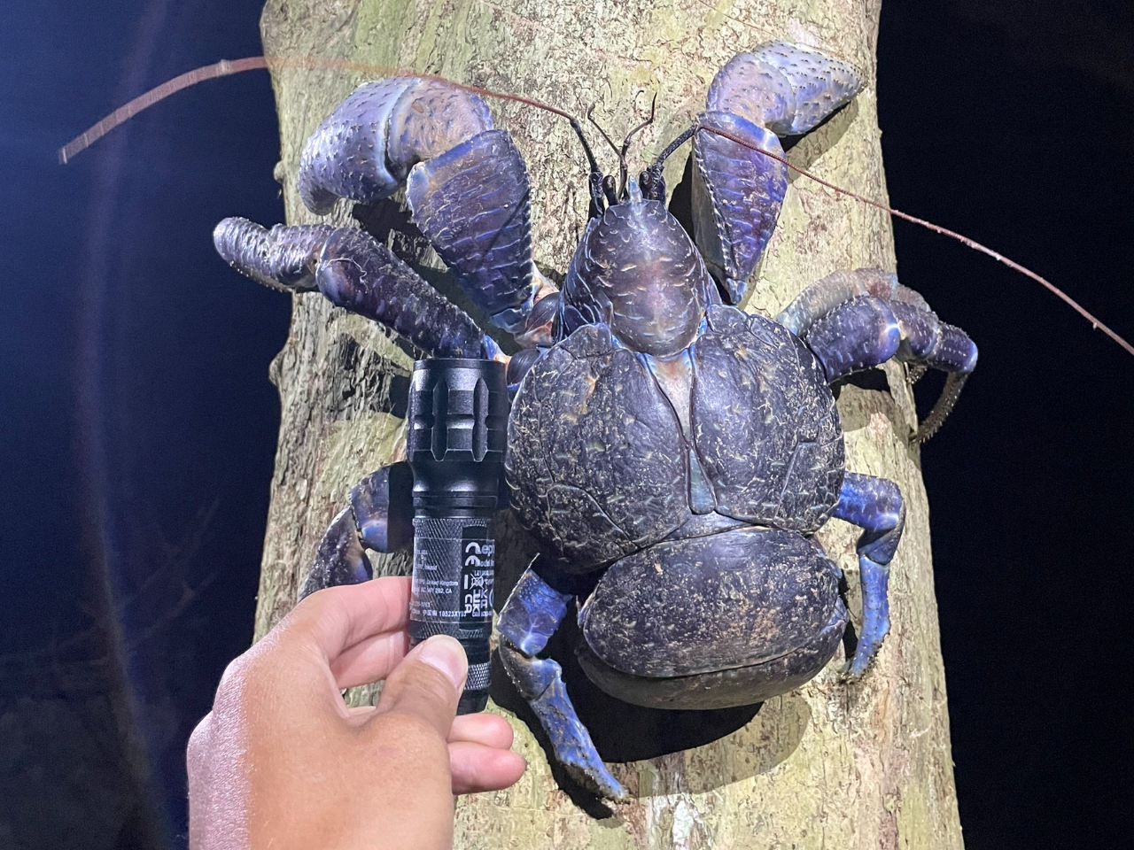 家族で楽しめる夜の冒険ツアーに出発!大人も子どもも驚きと感動に満ちた、宮古島ならではの特別な体験をご紹介します。