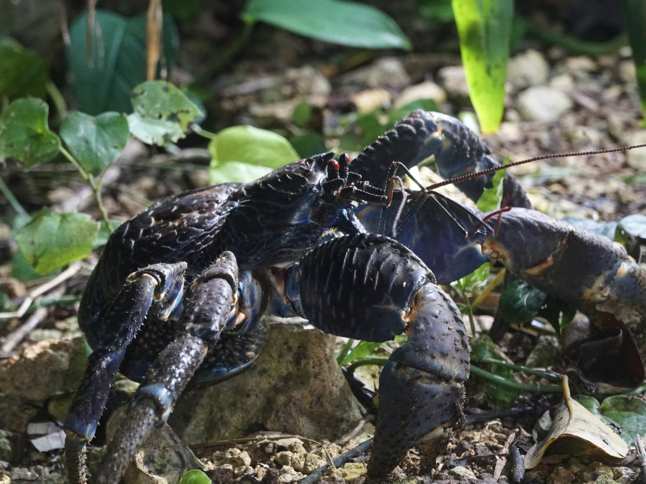 VKjłȂA{Ó̖ɏo鐶Aώ@Bqǂ̎Rւ̋oD̃`XI