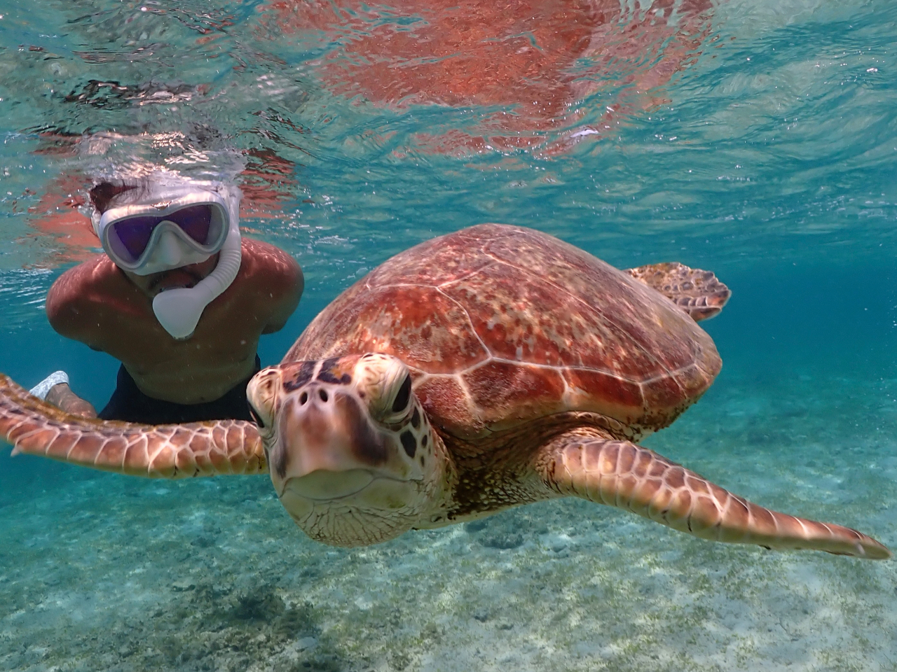 当日予約OK！海亀シュノ｜満足度No.1店舗 初心者OK! 写真データ無料