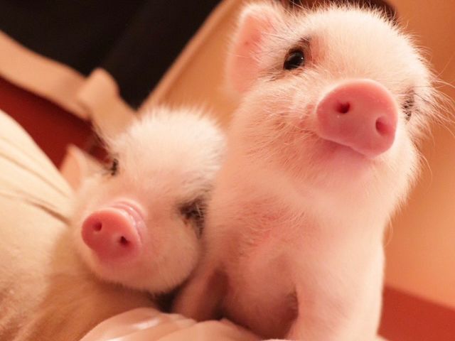 pigちゃんとの楽しい時間をお過ごしください!!