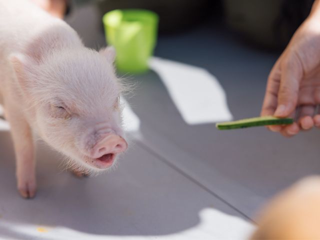 おやつあげ体験もできるよ!!