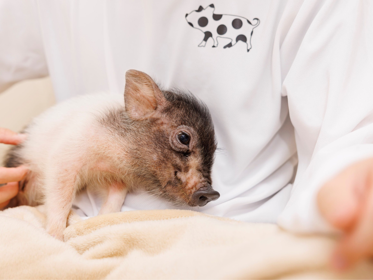 pigちゃんを独り占めできる個室をご用意しております!!