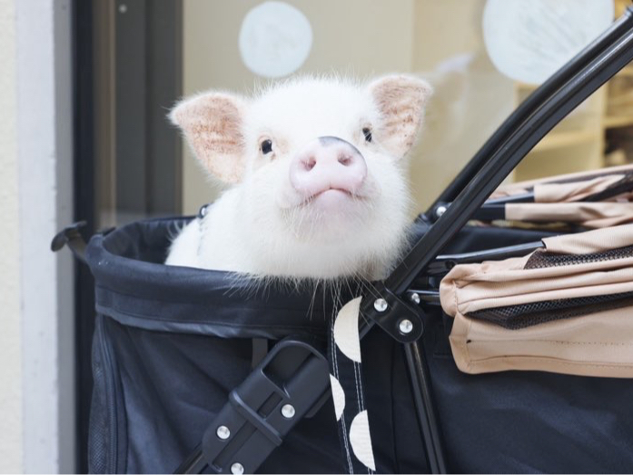 色々な柄のpigちゃんがお出迎えいたします!!