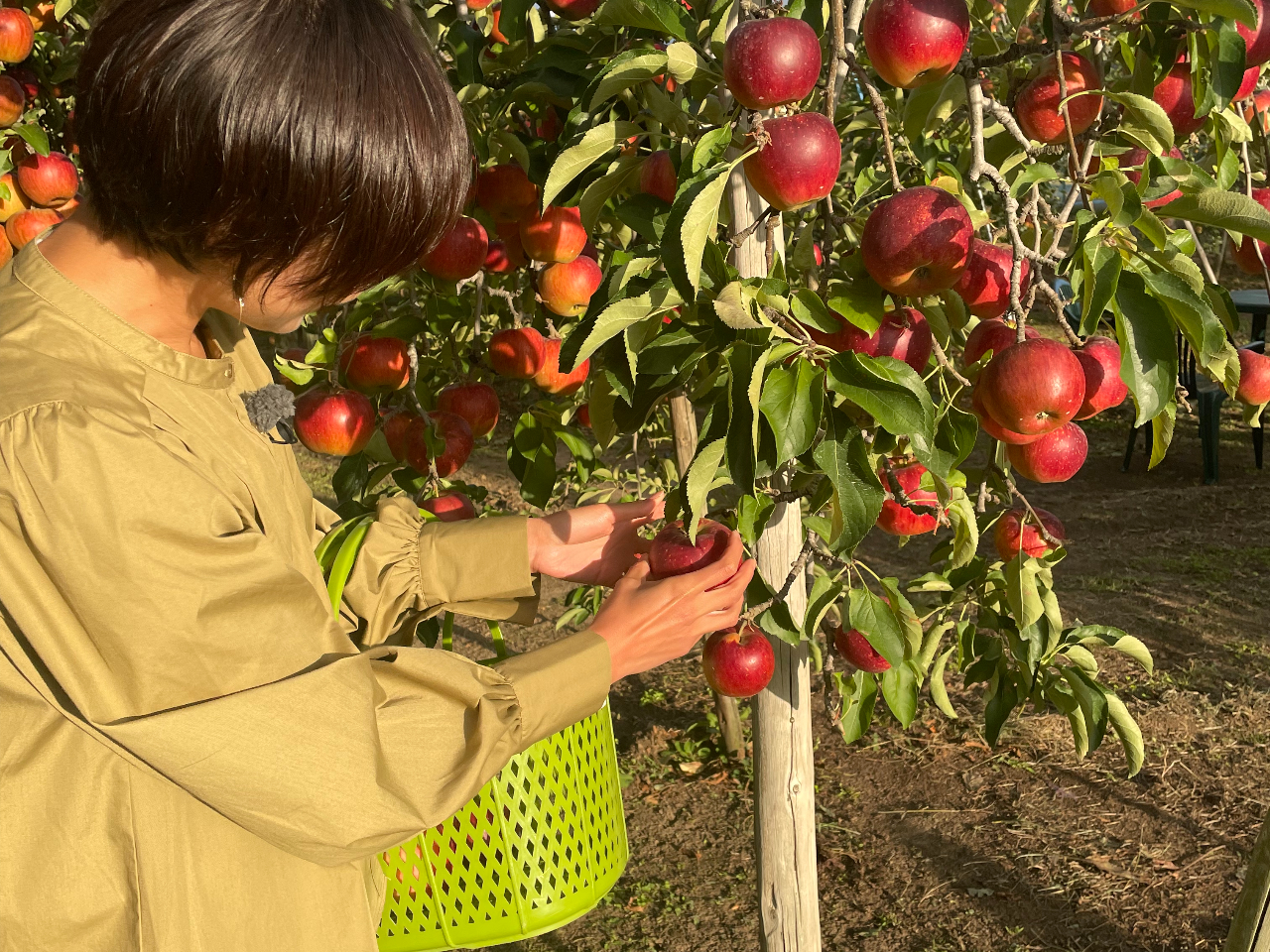 りんごの採り方をご説明いたします♪