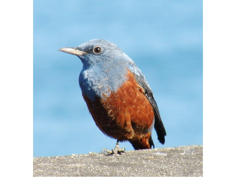 磯の人気者 イソヒヨドリ