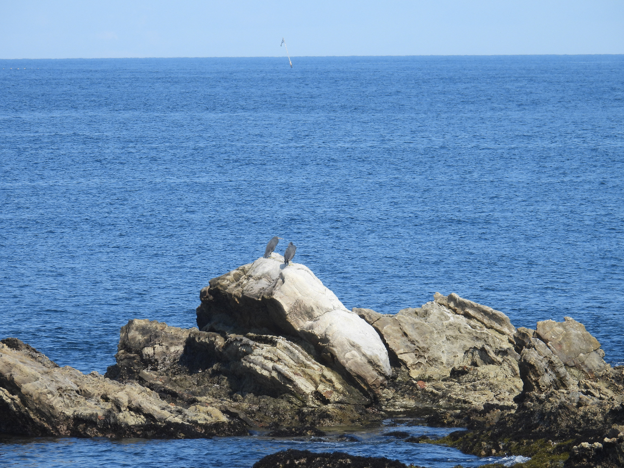 美しいで海辺の景色を堪能しながら、海辺の野鳥や磯の生き物観察。
