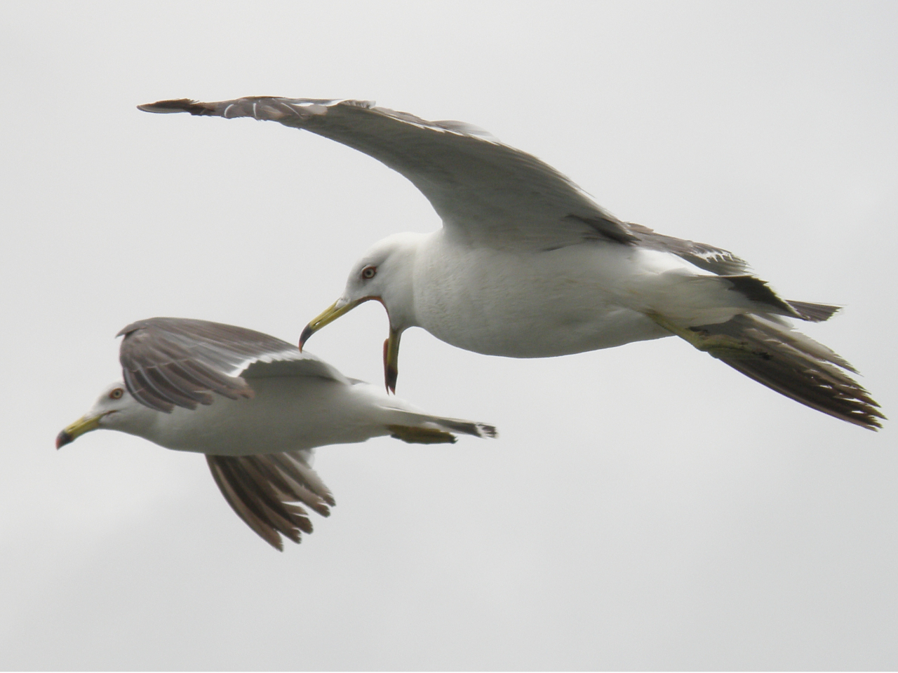 カモメの仲間、ウミネコも見られます。