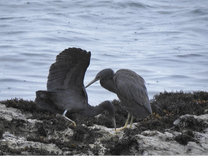 磯の主役 クロサギも現れますよ!