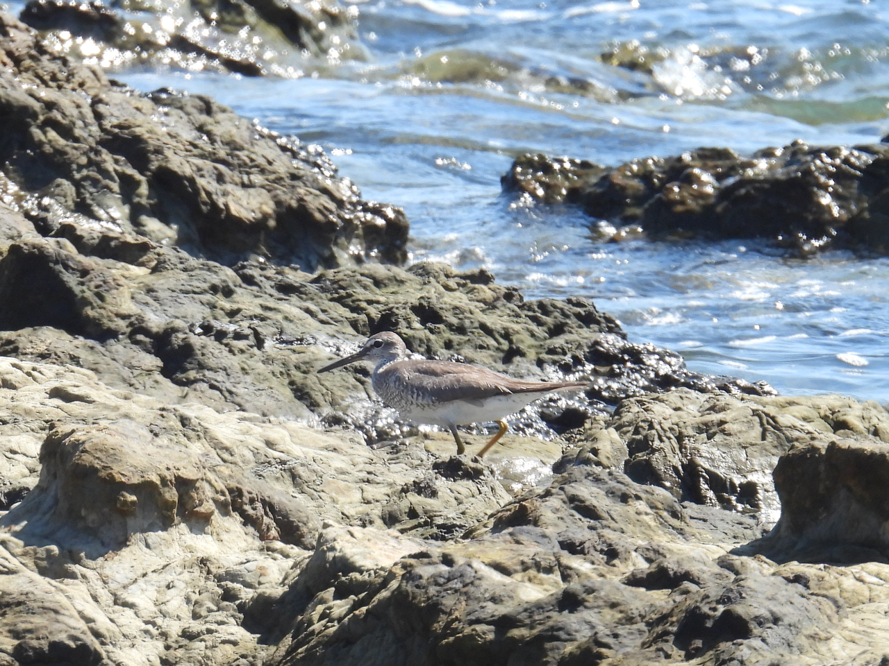 渡り鳥のキアシシギの姿も秋に見られます。