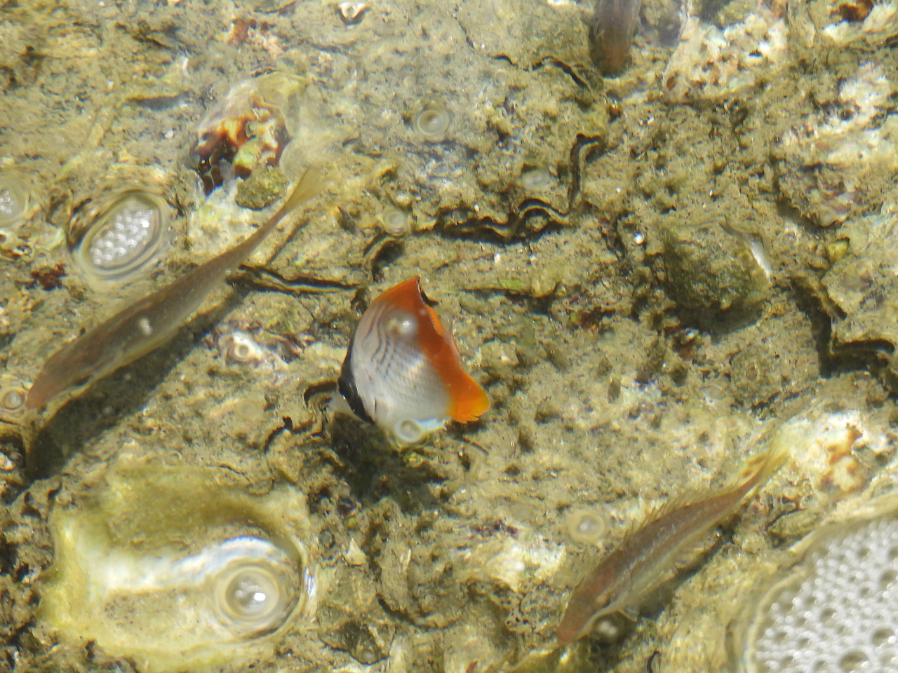 秋の磯や漁港では熱帯魚の観察もできます。トゲチョウチョウウオも登場するかも?