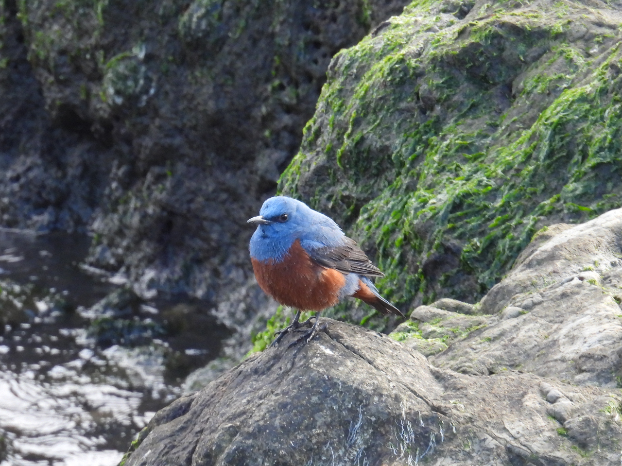 磯の人気者、イソヒヨドリも探してみよう。