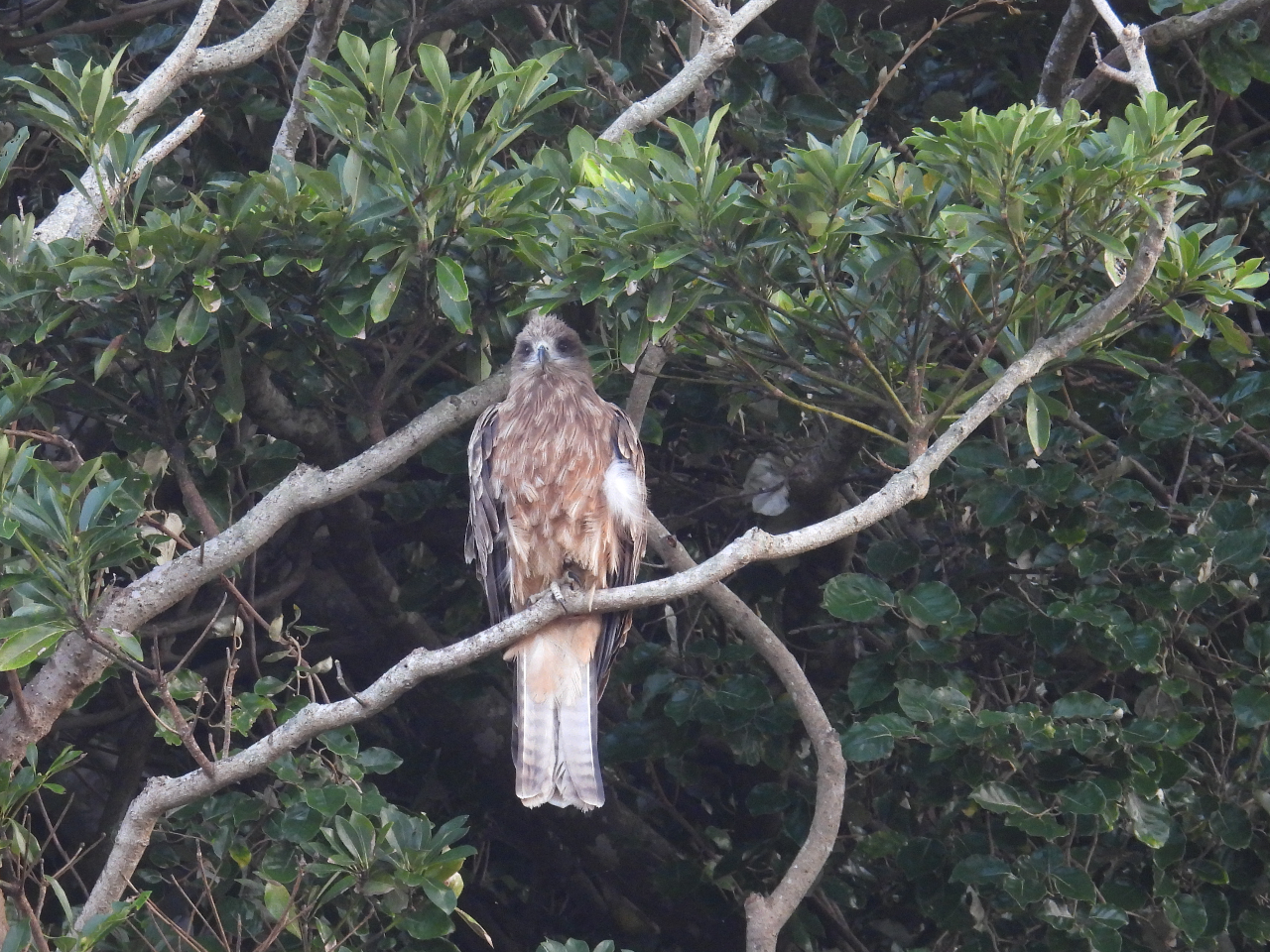 ̊Cӂ̓grώ@ɍœKB܂B傫Ȏp͑唗́I