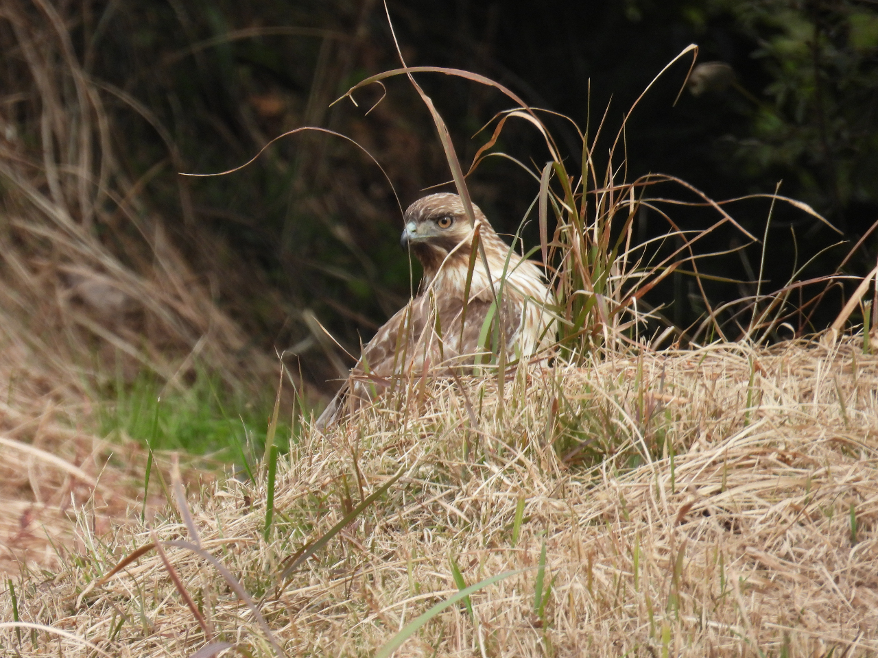 里山、冬の王者ノスリ。山の猛禽類で、小動物や小鳥を狙って棚田などに現れます。