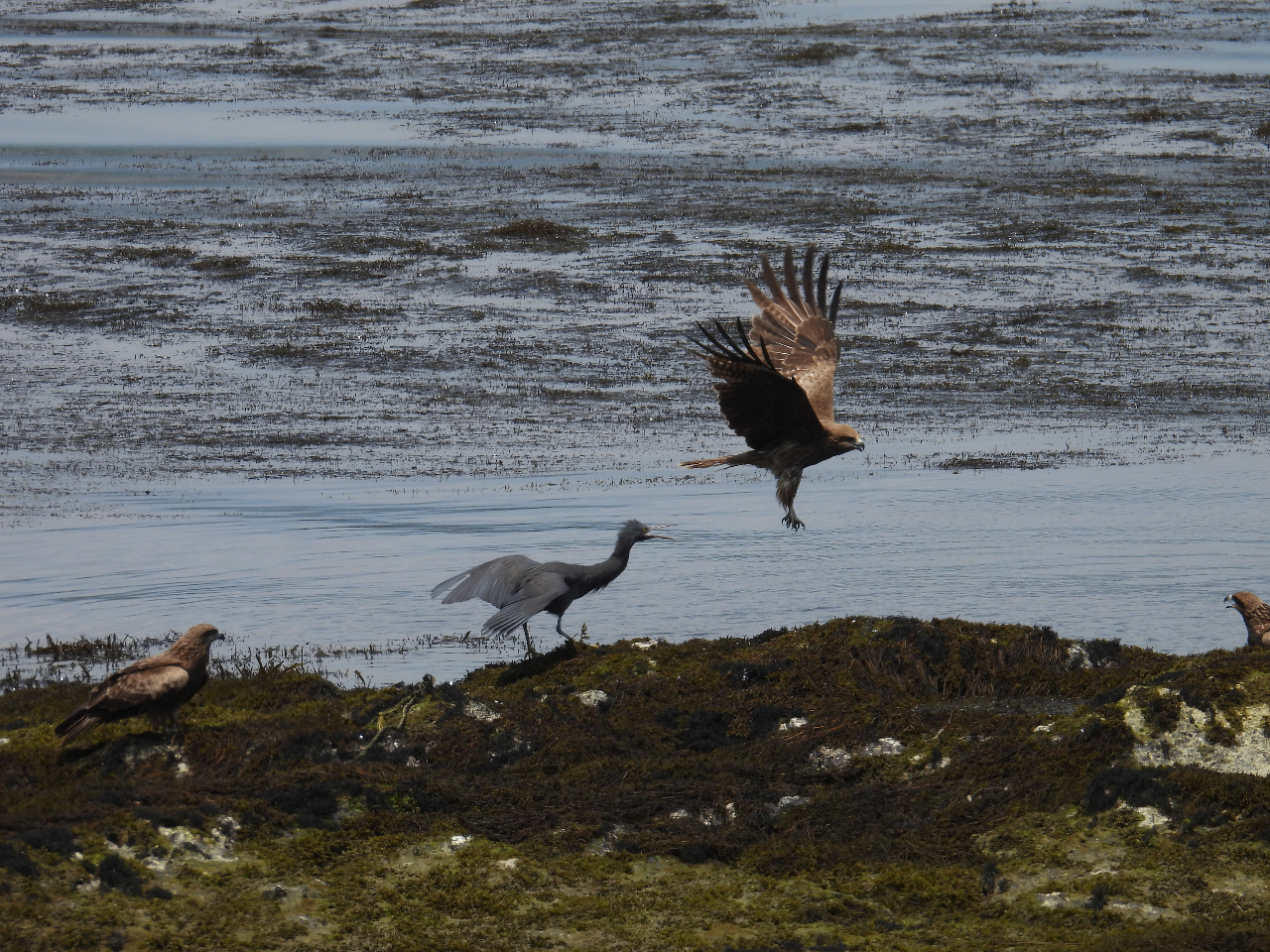 海辺の戦い!クロサギVSトビ!魚をめぐり争います。時にはこんな自然界のドラマも間近で見られます。