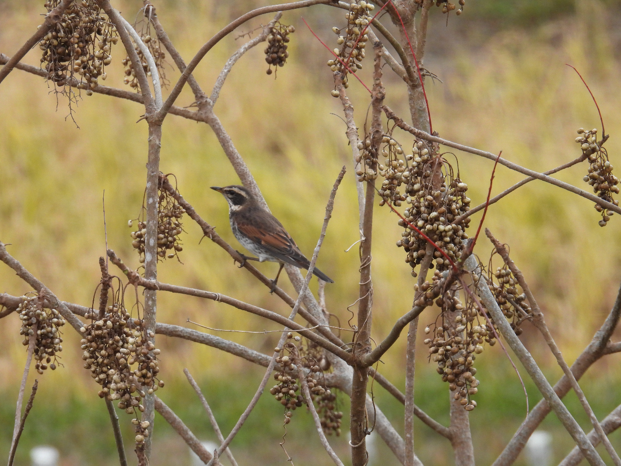 IcɌꂽ~̎g҃cO~B11ꡂVxAnė鏬BR疇c̒IcobNɎBeĂ݂܂B