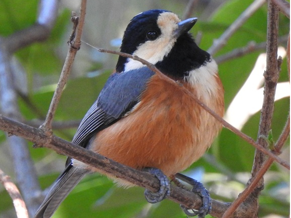 山の小鳥 ヤマガラ