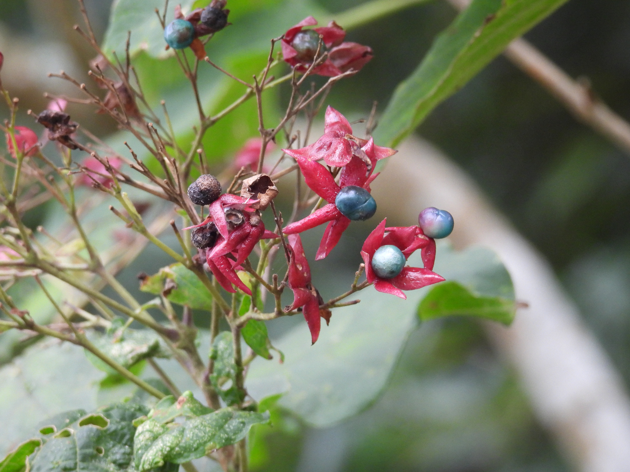 クサギの実。秋から冬にかけての里山は、多くの野草の花や実が観察できます。