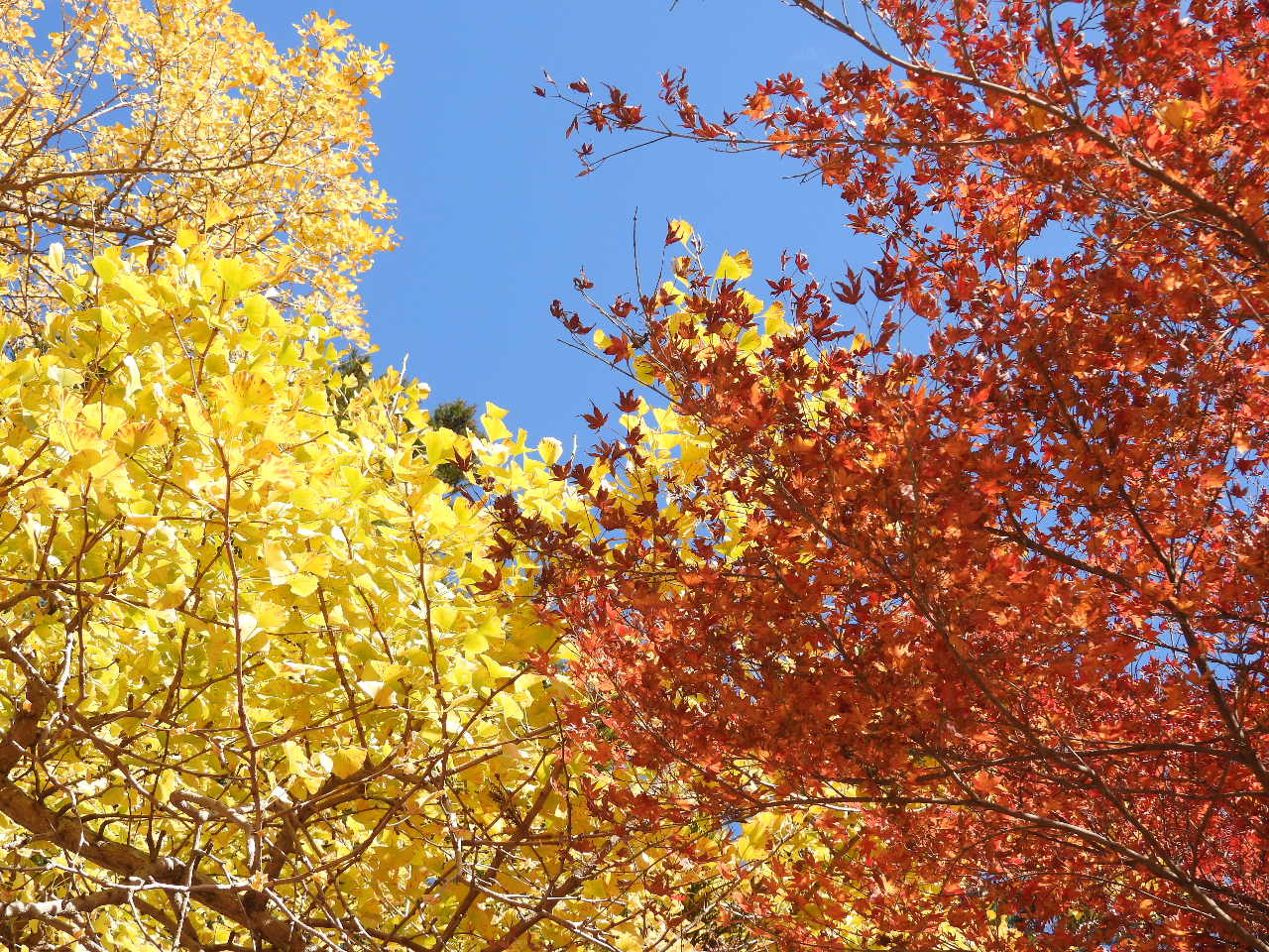 大山不動尊の紅葉。南房総地域の紅葉は11月下旬頃からが見頃。