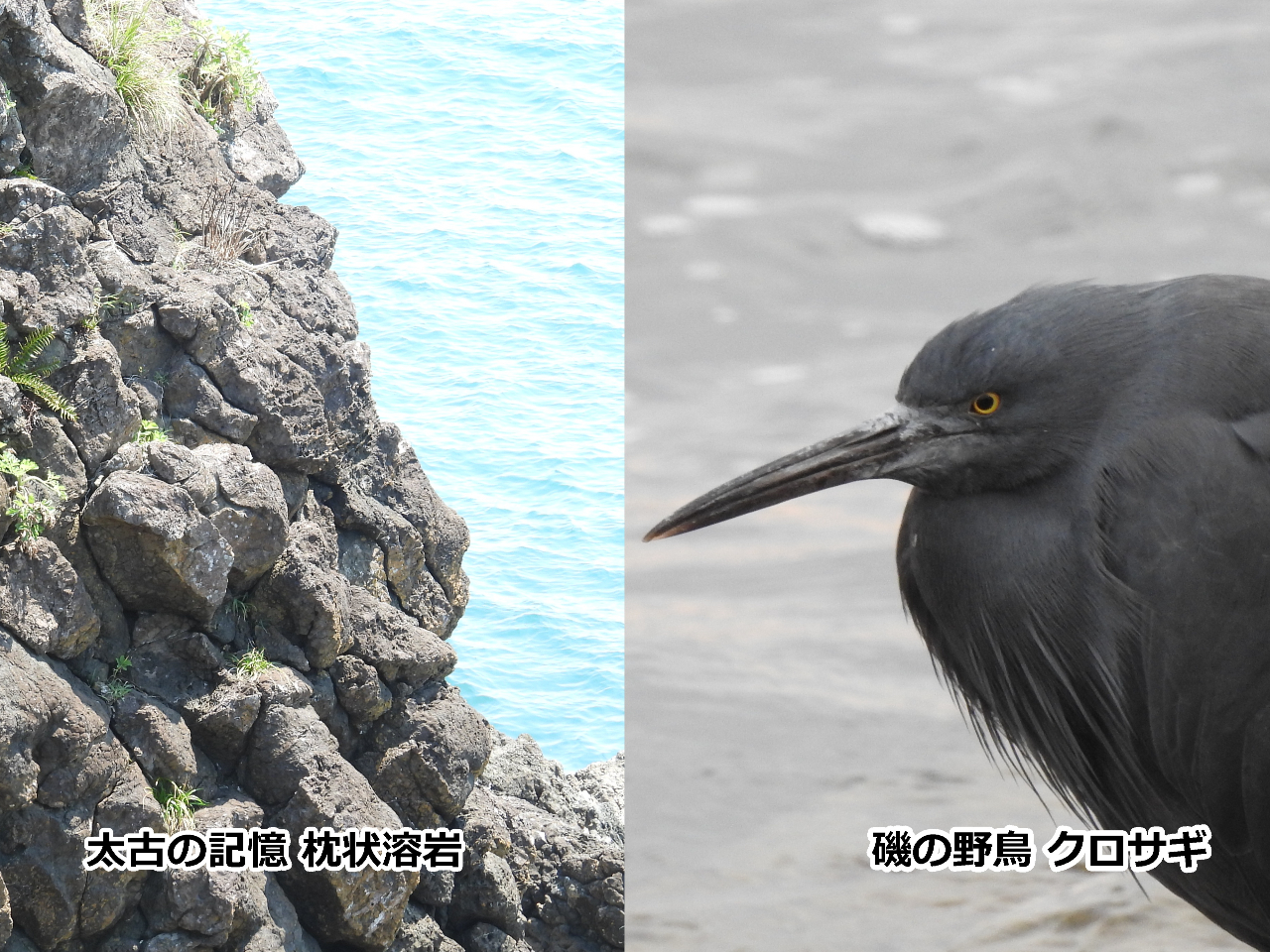 枕状溶岩とクロサギ
