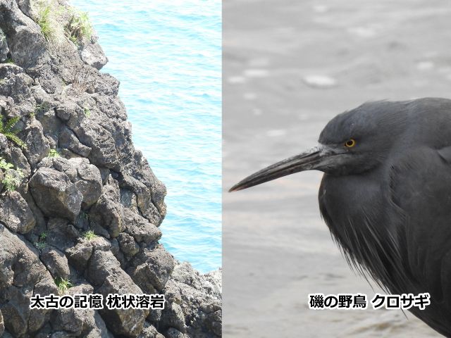 枕状溶岩とクロサギ