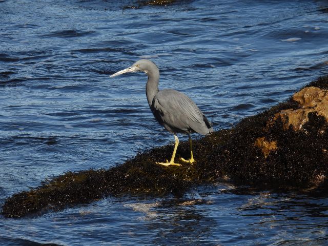磯の主役クロサギ。関東でも見られる場所の限られる、希少な野鳥です。