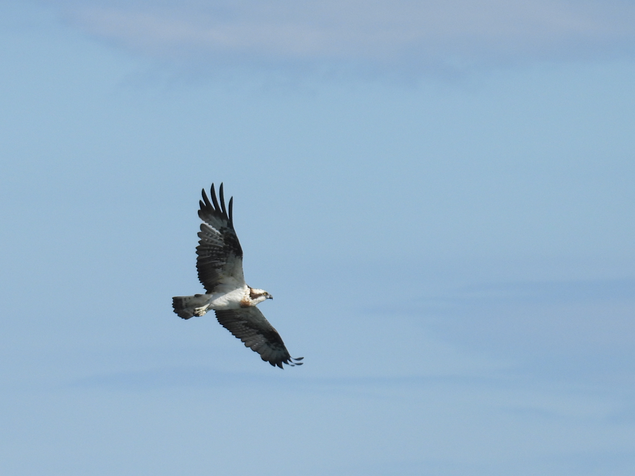 L1.7[gɂȂC̖ҋחރ~TSB