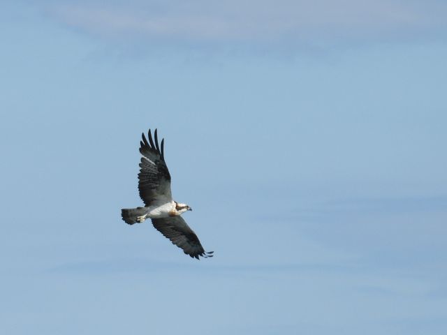 翼を広げると1.7メートルにもなる海の猛禽類ミサゴ。