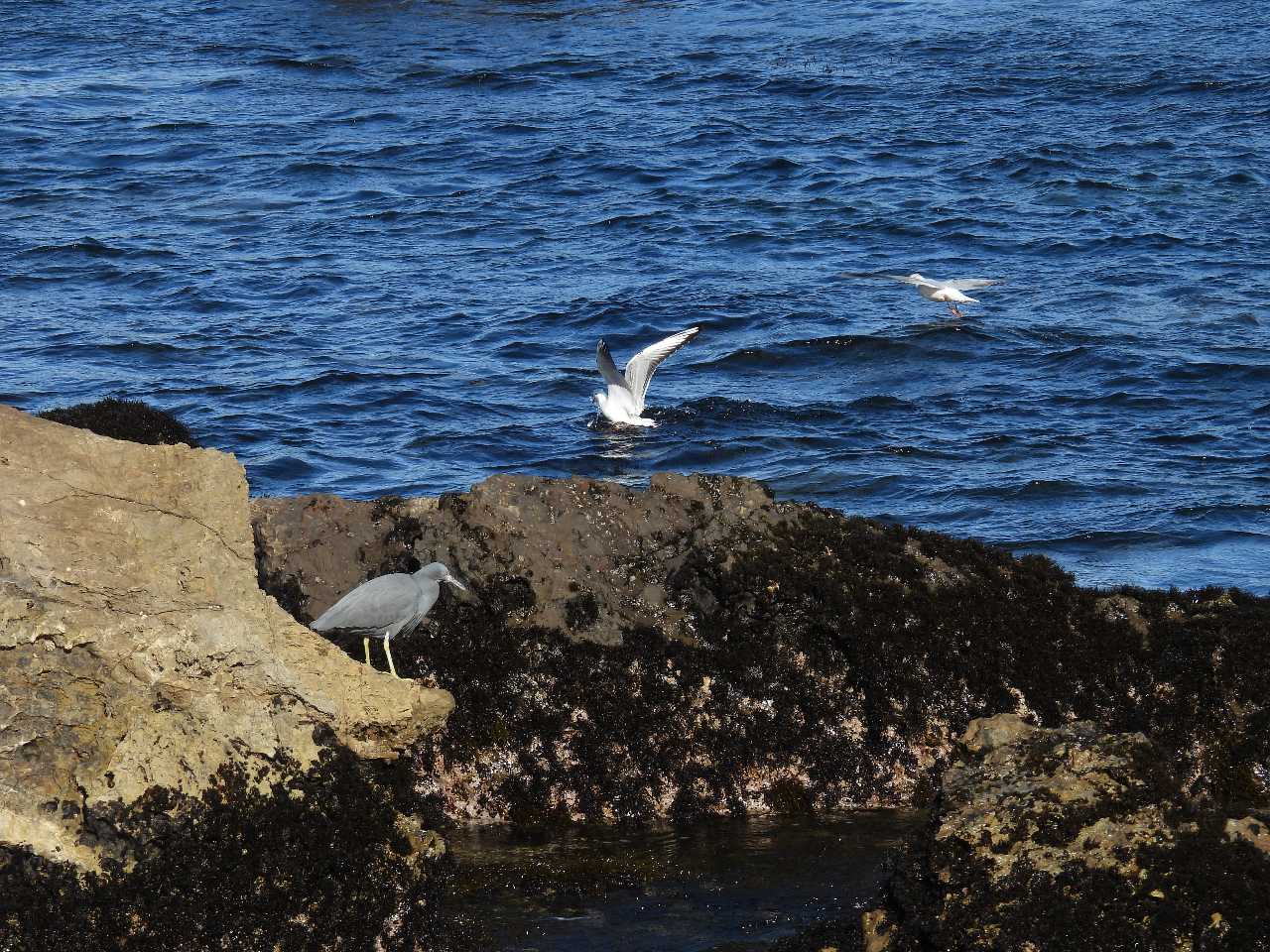 クロサギとユリカモメ。ユリカモメは11月頃に、アリューシャン列島から渡って来ます。