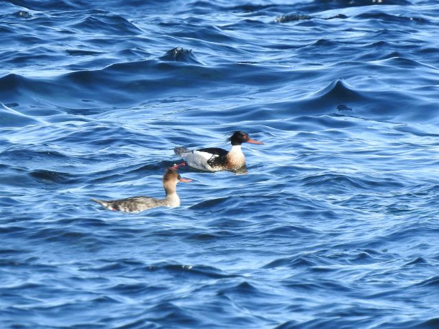 冬には海上に、ウミアイサの姿が見られるかもしれません。