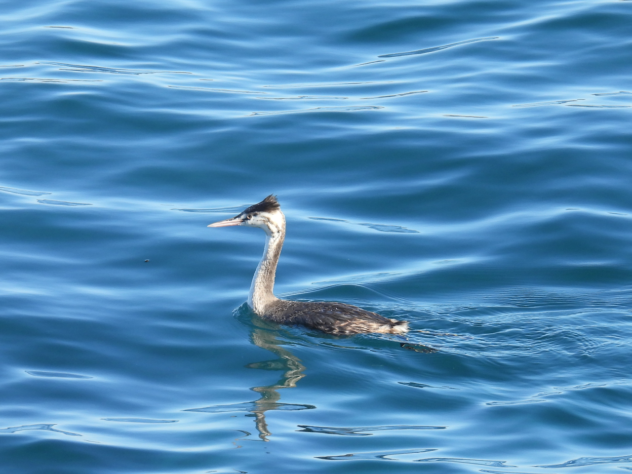 ~̊C̖mJJCcuBԋ߂Ō邱Ƃ΂΁B