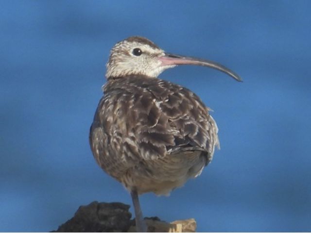 秋の磯に現われたチュウシャクシギ。