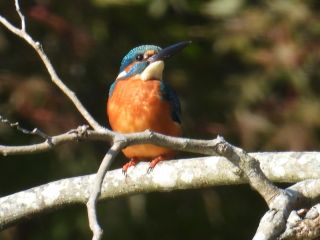 公園の人気者 カワセミ