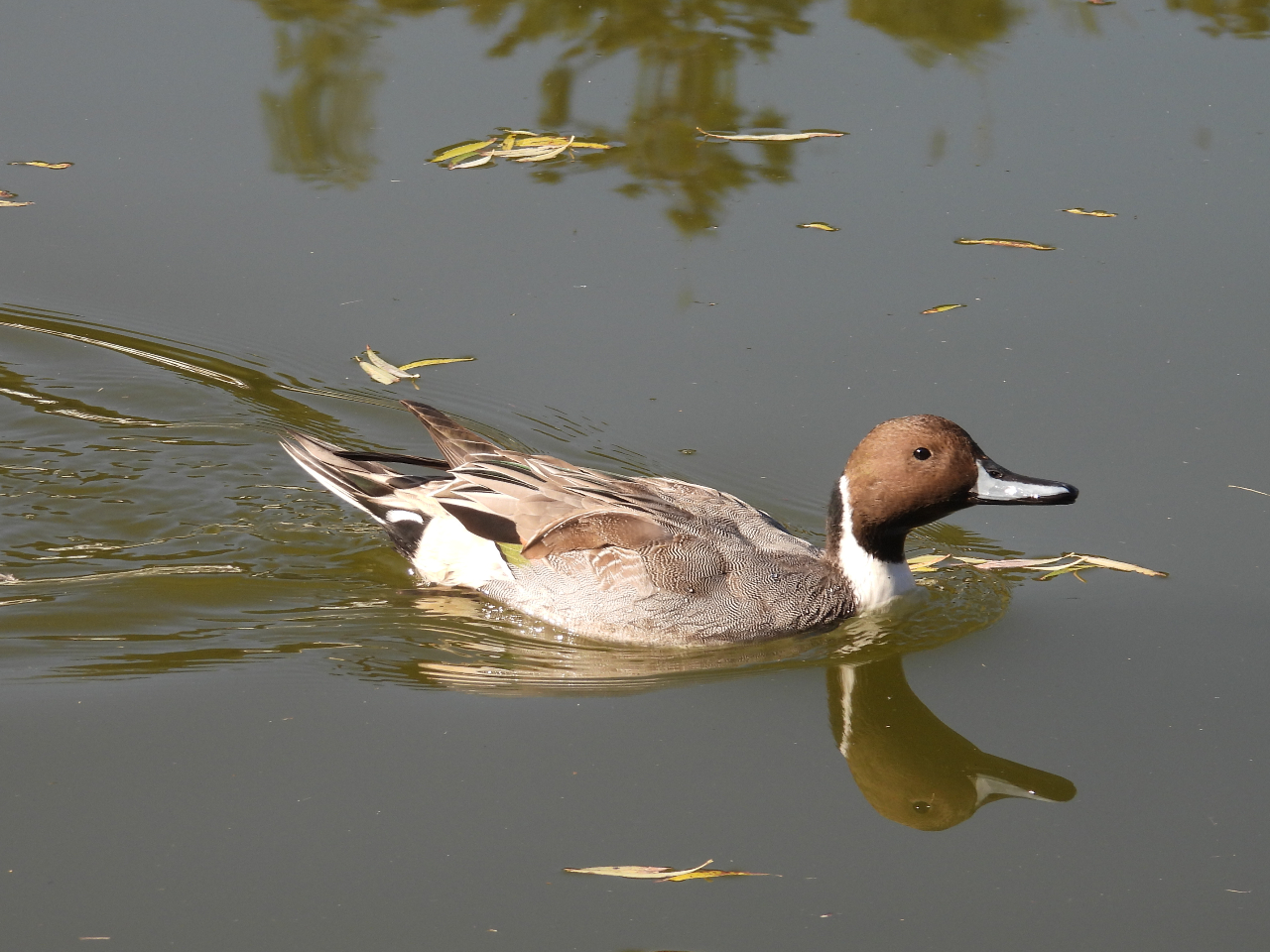 J̒ԃIiKKBł͈ԑJłBYȌQ̔Ă܂B