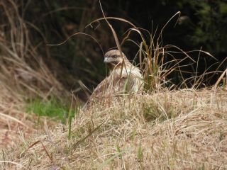 里山、冬の王者ノスリ。山の猛禽類で、小動物や小鳥を狙って棚田などに現れます。