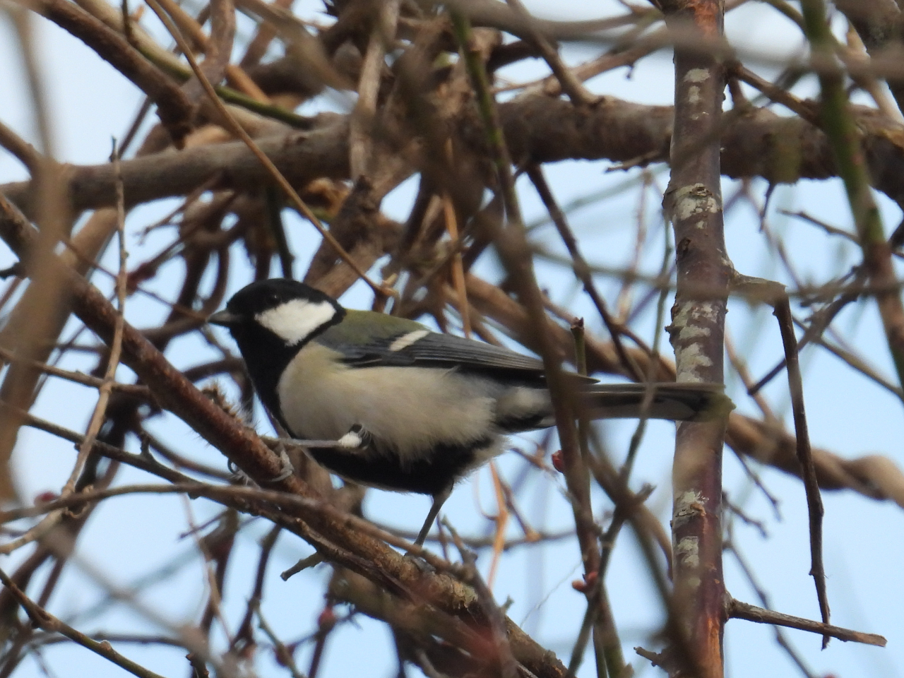 ���R�R�[�X�ł́A�V�W���E�J���̎p���T���Ă݂悤