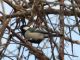 里山コースでは、シジュウカラの姿も探してみよう