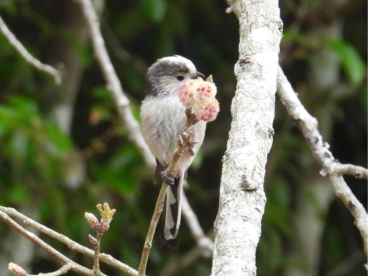 【千葉・バードウォッチング】【4時間コース】南房総の海と山の自然を一気に楽しむ欲...