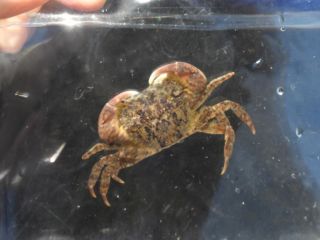 タイドプール(潮だまり)のいきもの イソガニ