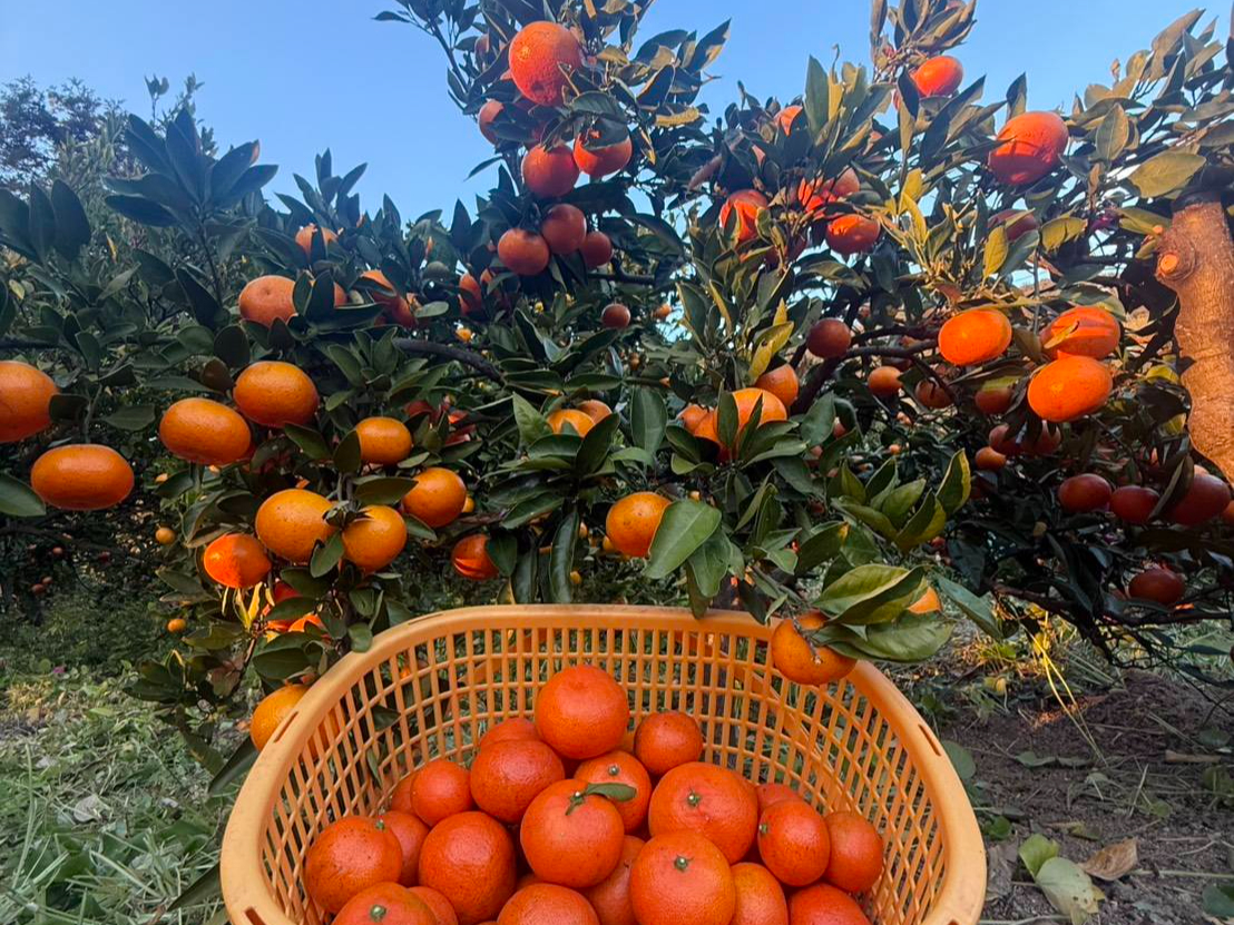 みかん・オレンジ狩りとミニヤギふれあい体験/菅原オレンジ農場&広島