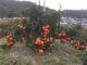 日本で一番赤い「小原紅みかん」です。