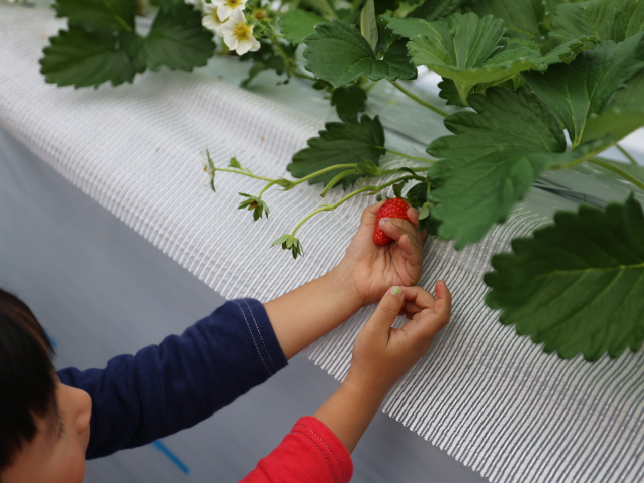 ��l�͂����܂��ɁA���q�l�̎�ɂ��͂������ł���