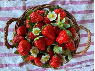 リトルビーでは土にこだわった安心安全な栽培をしています。