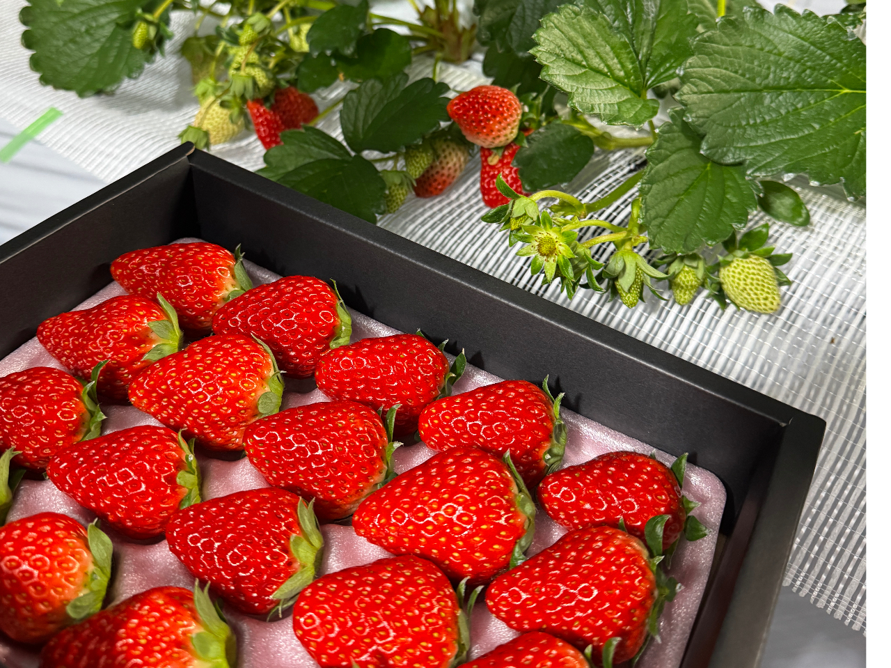 ������������܂��B�S�������I